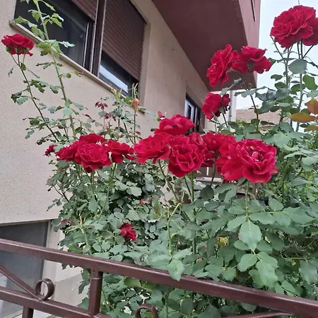 Cvrkut Ptica - Daire *