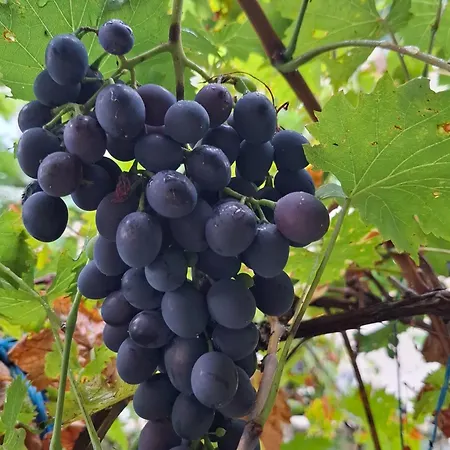 Cvrkut Ptica - Apartment Mladenovac (Belgrade)