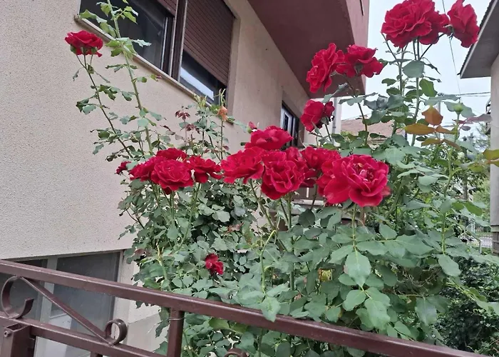 Cvrkut Ptica - Daire *